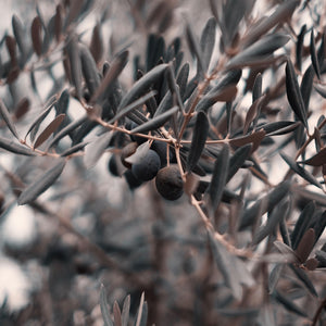 Sorte oliven